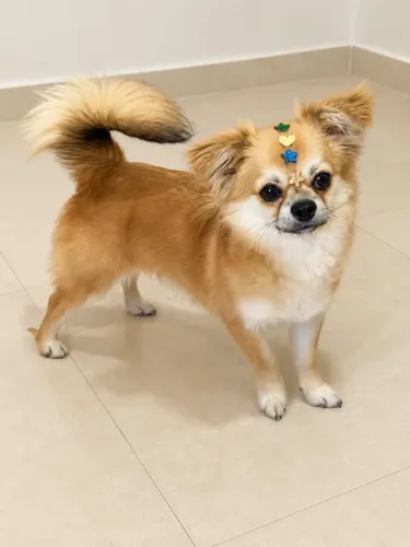 Chihuahua Macho Pelo Longo Zibelina | 7 Meses | Pedigree | Vacinado