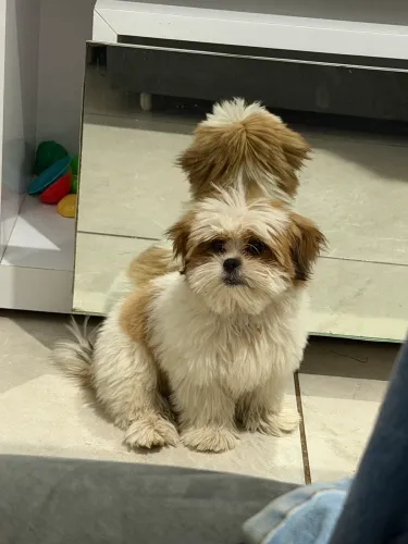Shitzu