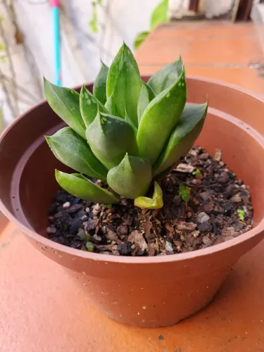 Vaso de Suculenta 