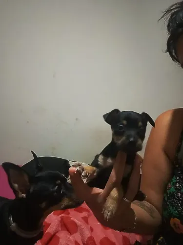 Cachorro