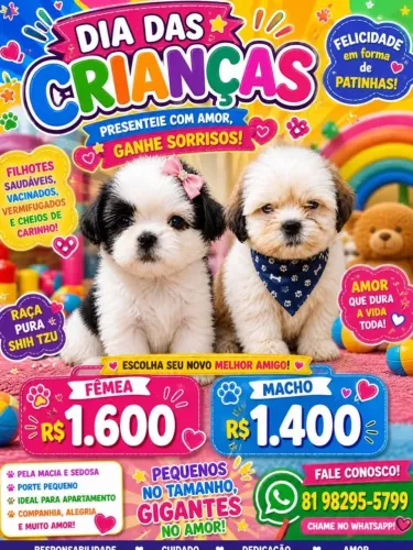 Filhotes de Shih tzu