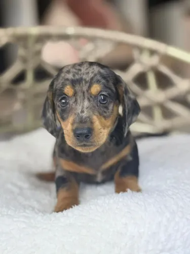 ? Dachshund Merle Premium disponível ?