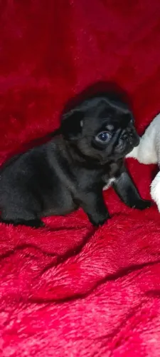Pug macho miniatura valor dele no zap