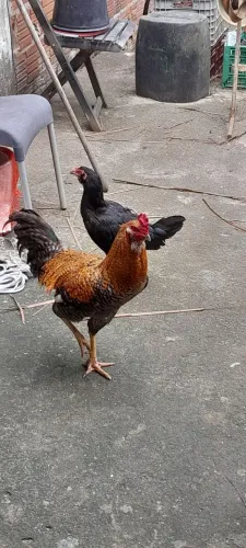 Galinhas e galo