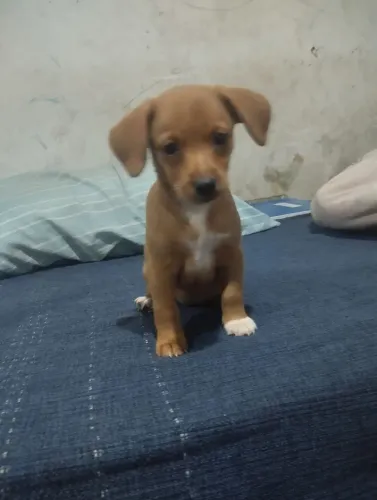 Cachorro pinscher