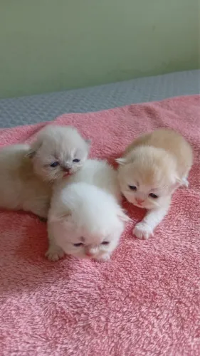 filhotes de gatos persas