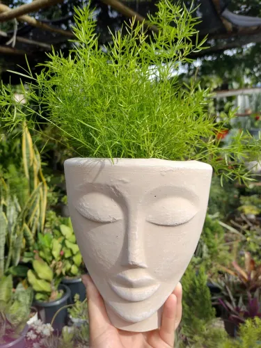Plantas doação troca leia o anúncio