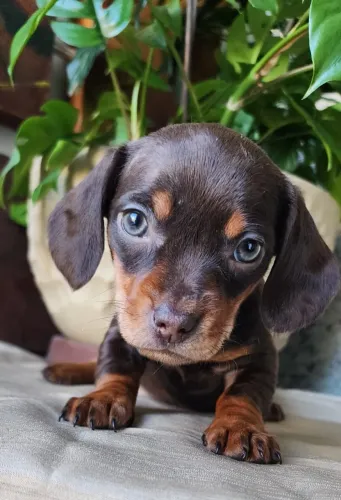 Teckel-Dachshund - Chocolate a Pronta Entrega!!