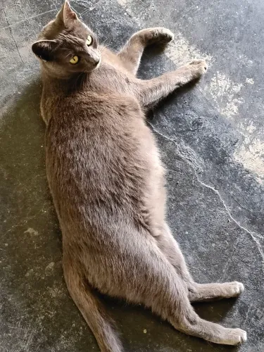 Gatinha cinza, 2 anos, castrada, vermifugada, entrega a combinar