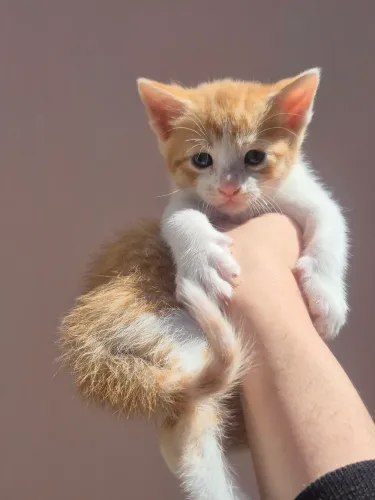 Doação - Gato