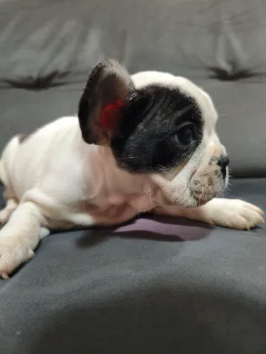 Filhote de Bulldog francês Piratinha macho