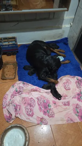 Filhotes de rottweiler