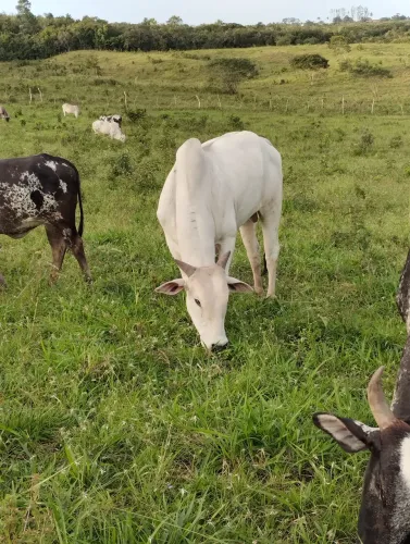 Vendo, Animais de qualidade 
