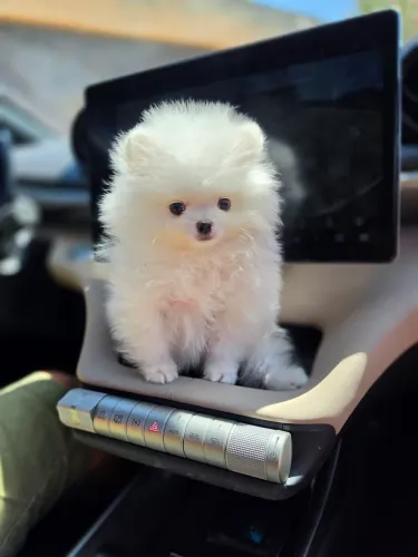 Spitz alemão anão macho
