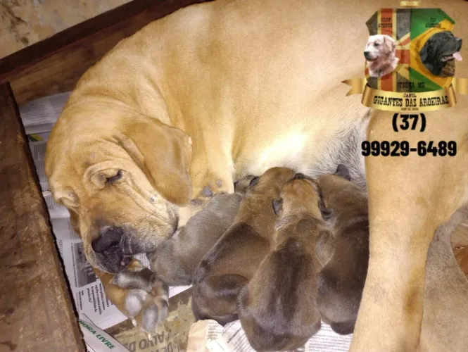 Matriz de Fila Brasileiro CBKC