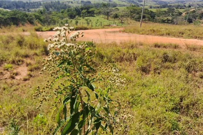 Terreno bairro Itapirinha 1000mts