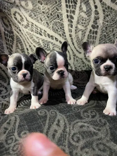 Buldogue francês