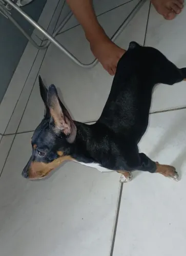 Vende-se cachorro