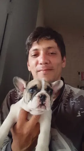 Bulldog francês 1800