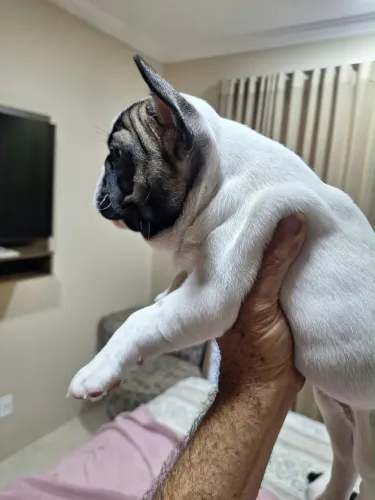 Buldog francês fêmeas