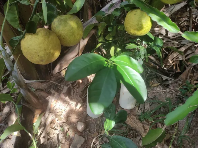 Mudas de toranja e a fruta 