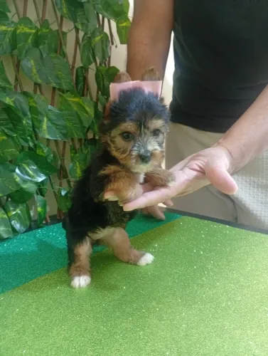 Yorkshire Terrier Macho de Excelente Procedência