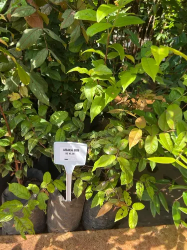 Muda de Araçá Boi