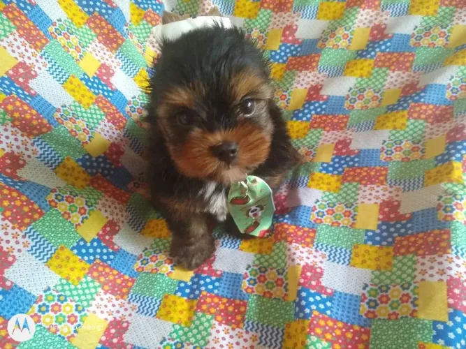 Yorkshire Terrier miniatura e destemido 