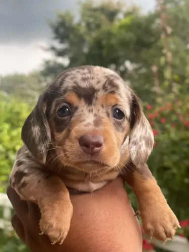 Filhote de Dachshund Arlequim - Puro Sangue! Perfeito para quem busca um Pet charmoso 