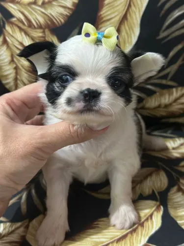 Chihuahua original - Garantia em contrato + vacina importada