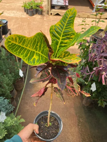 Croton pé de pato 