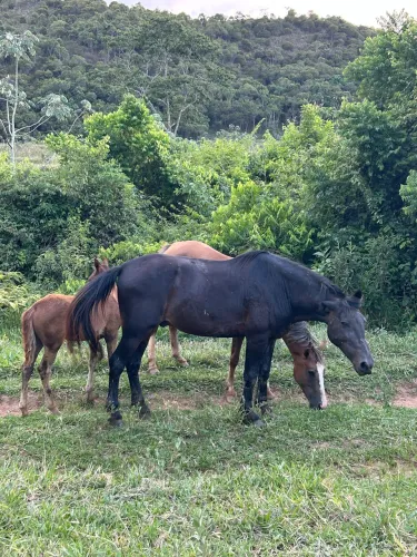Cavalo manso para inexperientes
