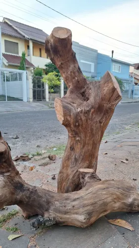 Madeira para Escultura