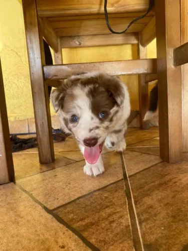 Borde Collie Deu a Louca na Reborn pets, SUPER PROMOÇÂO Para aquisição imediata 