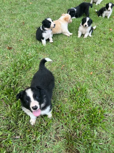 Filhotes de border collie
