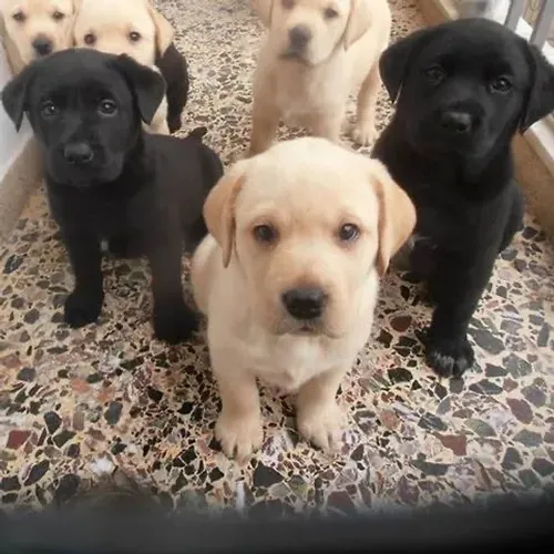 Labrador filhotinhos 