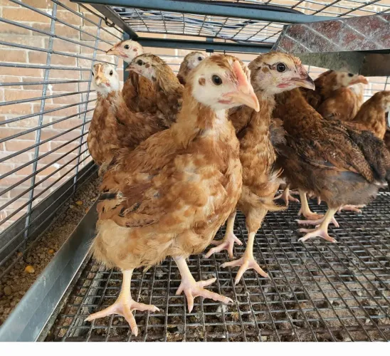 PINTINHOS DE POEDEIRAS 