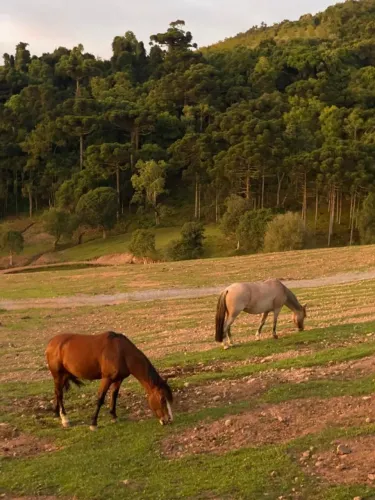 Cavalos no Rio Grande do Sul