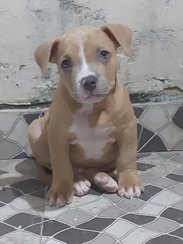 American bully