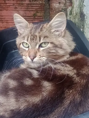 Doa-se gato macho