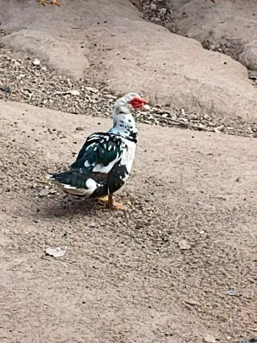 Patos e Patas...