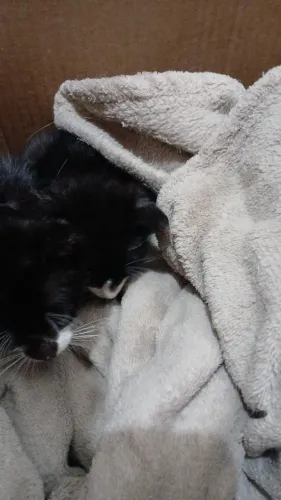 Gatinhos para doar
