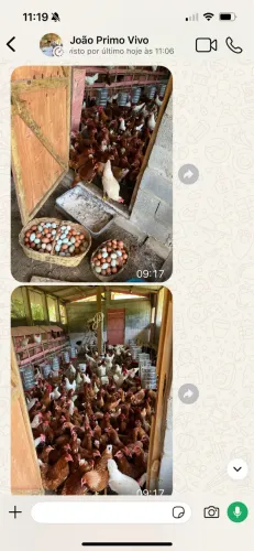 Ovos Caipira Orgânico 30,00 a cartela promoção direto do Sítio