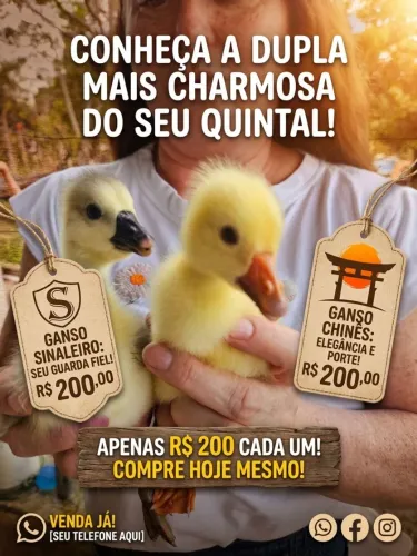 Filhote de ganso chines e africano