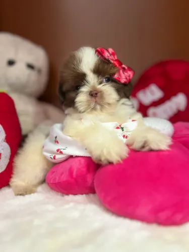 Filhotes shihtzu