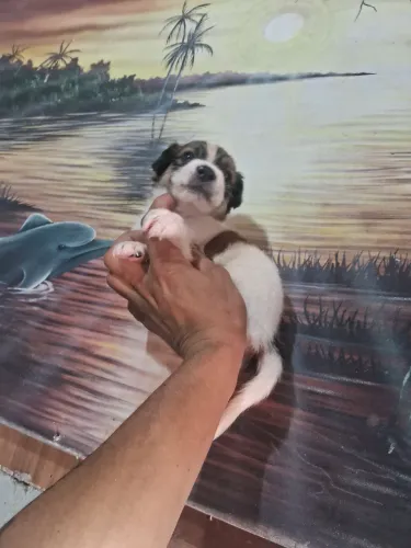 Mini shih tzu macho 250
