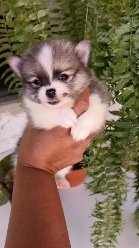 Oportunidade!!! Mini Lulu macho!