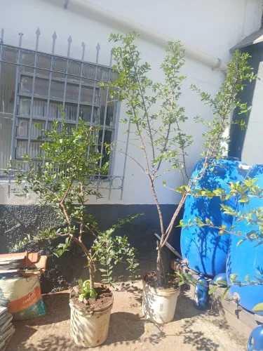 Muda de acerola sem enxerto produzindo.