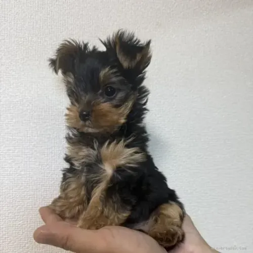 Cãozinho pelagem cheia Yorkshire/York
