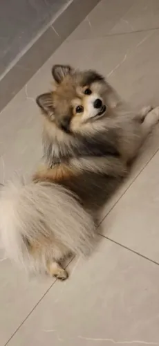 Procuro namorada para Lulu da Pomerânia